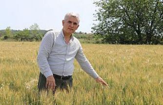 Trakya'da yağışlı gün sayısının çokluğu bazı ekili buğdayda “pas“a neden oluyor