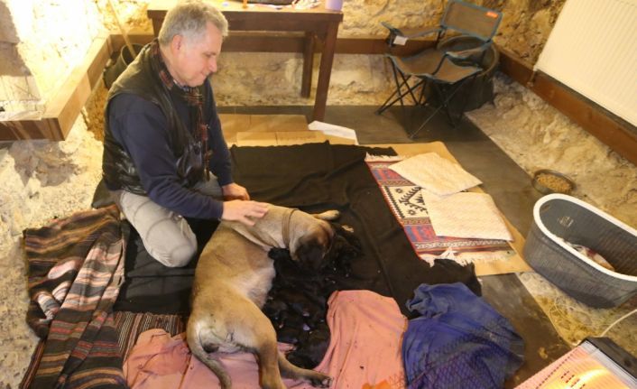 Kırklareli'nde Cane Corso cinsi köpek 14 yavru doğurdu